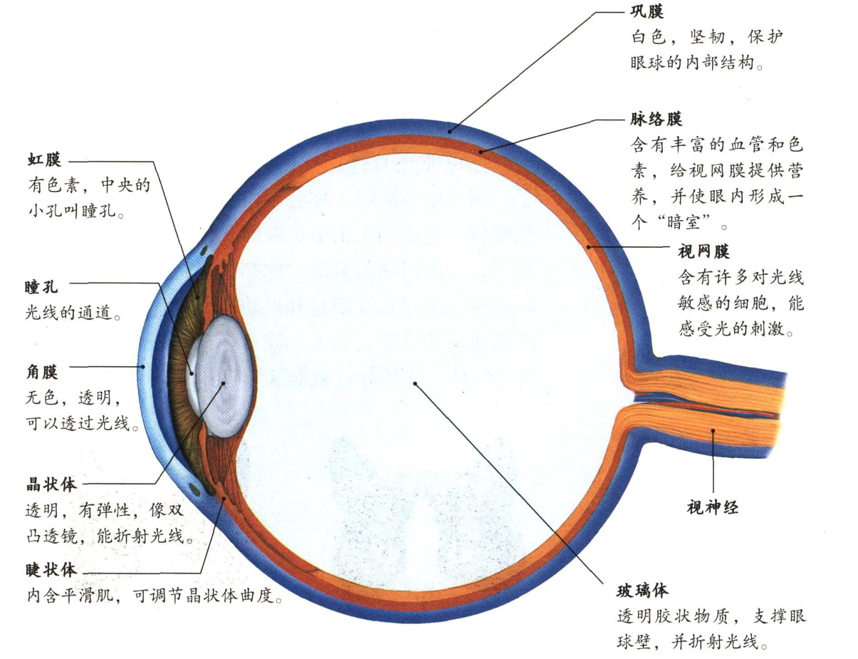 2019上教师资格初中生物试讲真题