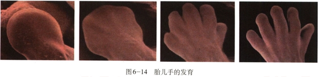 2019上教师资格初中生物试讲真题