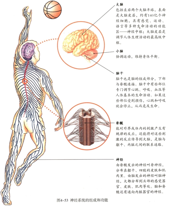 2019上教师资格初中生物试讲真题