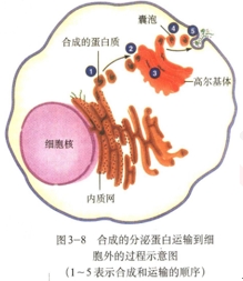 2019上教师资格高中生物试讲真题